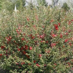 Double Take Pink™ Flowering Quince -Plant Series chaenomeles double take pink 2 P sw