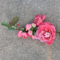 Double Take Pink™ Flowering Quince -Plant Series chaenomeles double take pink 3 P sw