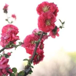 Double Take Pink™ Flowering Quince -Plant Series chaenomeles double take pink 4 P sw
