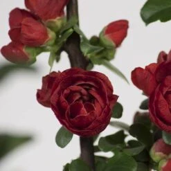 Double Take Scarlet™ Flowering Quince 12 Double Take Scarlet™ Flowering Quince -Plant Series chaenomeles double take scarlet 2 P sw