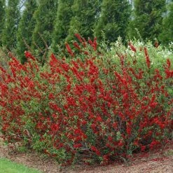 Double Take Scarlet™ Flowering Quince 14 Double Take Scarlet™ Flowering Quince -Plant Series chaenomeles double take scarlet 3 P sw