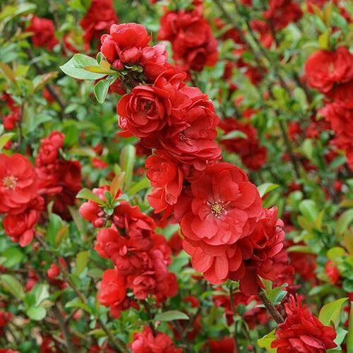 Double Take Scarlet™ Flowering Quince 4 Double Take Scarlet™ Flowering Quince - Image 2