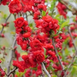 Double Take Scarlet™ Flowering Quince 13 Double Take Scarlet™ Flowering Quince -Plant Series chaenomeles double take scarlet 5 P sw