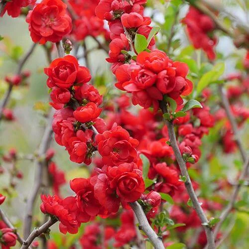 Double Take Scarlet™ Flowering Quince 7 Double Take Scarlet™ Flowering Quince - Image 5