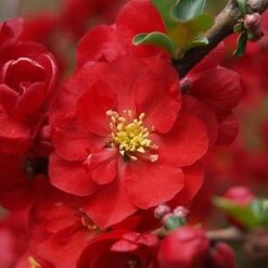 Double Take Scarlet™ Flowering Quince 11 Double Take Scarlet™ Flowering Quince -Plant Series chaenomeles double take scarlet 6 P sw