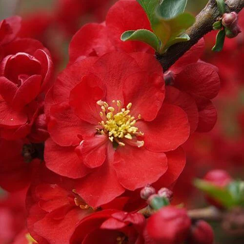 Double Take Scarlet™ Flowering Quince 5 Double Take Scarlet™ Flowering Quince - Image 3