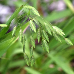 Northern Sea Oats -Plant Series chasmanthium latifolium sea oats1
