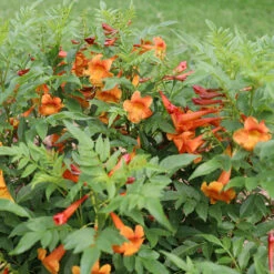 Chicklet™ Orange Trumpet Bush 9 Chicklet™ Orange Trumpet Bush -Plant Series chicklet orange 2 sq