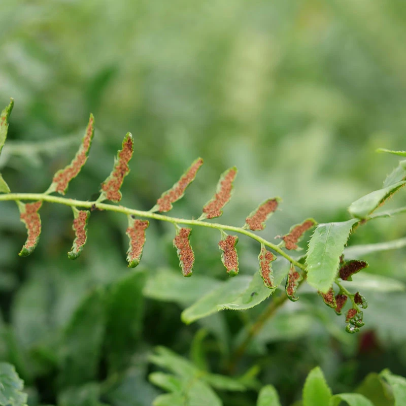 Christmas Fern 4 Christmas Fern - Image 2