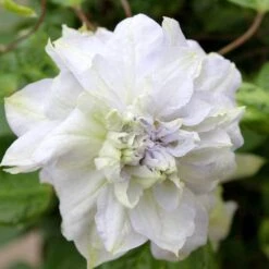 'Diamond Ball' Clematis -Plant Series clematis diamond ball 3 sw