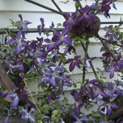 Happy Jack® Purple Clematis -Plant Series clematis happy jack purple 2 sw