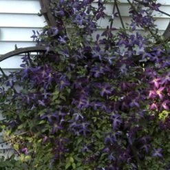 Happy Jack® Purple Clematis -Plant Series clematis happy jack purple 4 sw