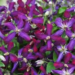 'Sweet Summer Love' Clematis -Plant Series clematis sweet summer love 1