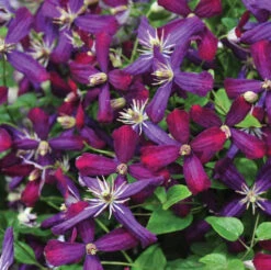 'Sweet Summer Love' Clematis -Plant Series clematis sweet summer love 2