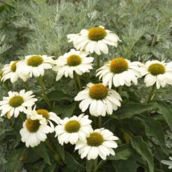 Color Coded™ 'The Price Is White' Coneflower -Plant Series color coded the price is white coneflower 2
