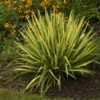 'Color Guard' Yucca -Plant Series color guard yucca