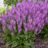 Color Spires® 'Back To The Fuchsia' Salvia -Plant Series color spires back to the fuchsia salvia 3