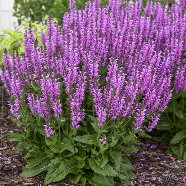 Color Spires® 'Back To The Fuchsia' Salvia 3 Color Spires® 'Back To The Fuchsia' Salvia