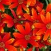 'Ladybird' Tickseed -Plant Series coreopsis ladybird 1