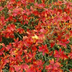 'Ladybird' Tickseed -Plant Series coreopsis ladybird 4