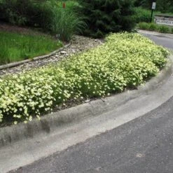 'Moonbeam' Tickseed 9 'Moonbeam' Tickseed -Plant Series coreopsis moonbeam 3