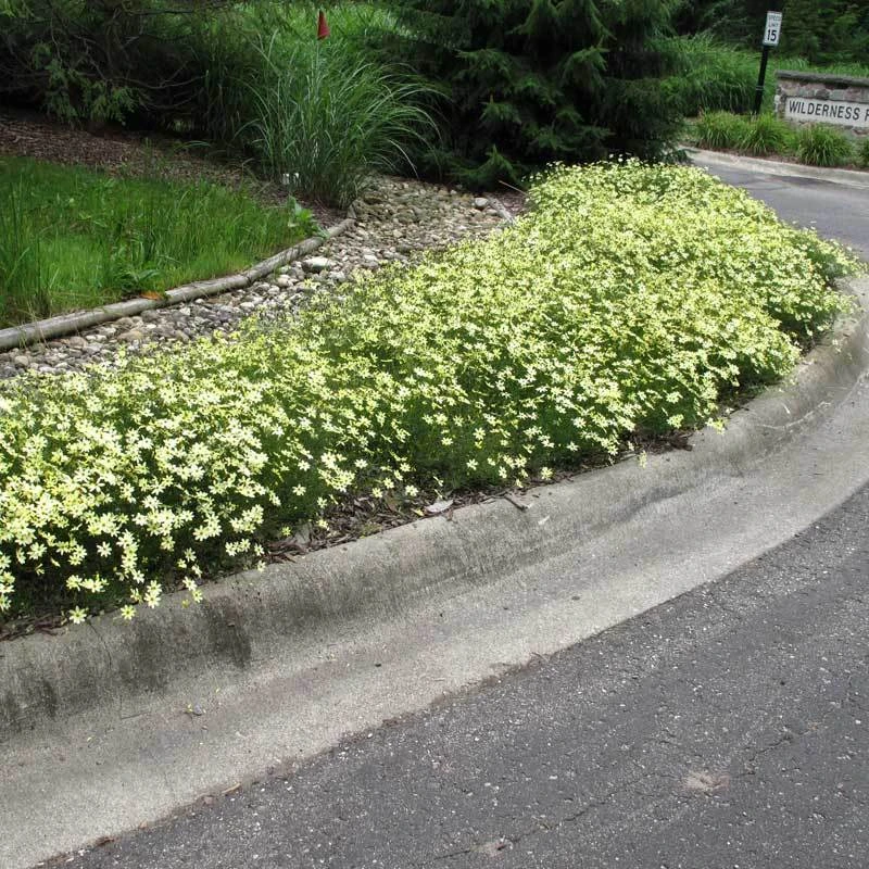 'Moonbeam' Tickseed 5 'Moonbeam' Tickseed - Image 3