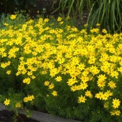 'Zagreb' Tickseed 10 'Zagreb' Tickseed -Plant Series coreopsis zagreb 5
