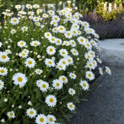 'Becky' Shasta Daisy -Plant Series d02d8b4e2100bc769b260e631c90dbfc