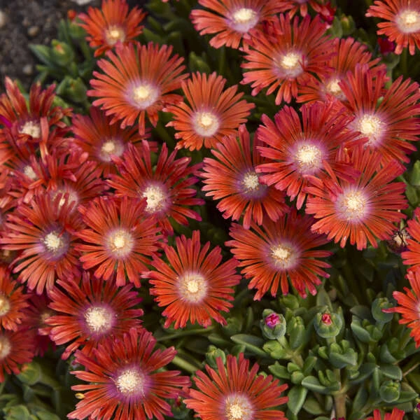 Kaleidoscope™ 'Dancing Embers' Ice Plant 3 Kaleidoscope™ 'Dancing Embers' Ice Plant