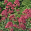 Red Valerian 1 Red Valerian -Plant Series d6a0c764e6d01f0f77489afd2cada352