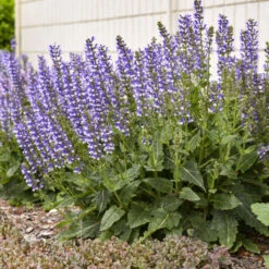 Color Spires® 'Azure Snow' Salvia 14 Color Spires® 'Azure Snow' Salvia -Plant Series d72847b716a03f1ce7cd21980164359a