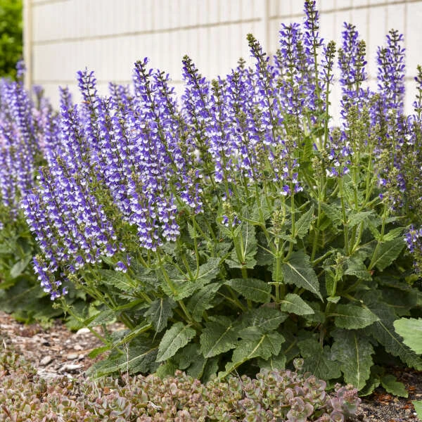 Color Spires® 'Azure Snow' Salvia 8 Color Spires® 'Azure Snow' Salvia - Image 6