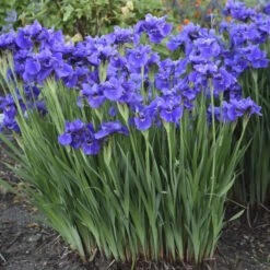 'Ruffled Velvet' Siberian Iris -Plant Series db7f1053a01c7073027424d0ee6f64cb