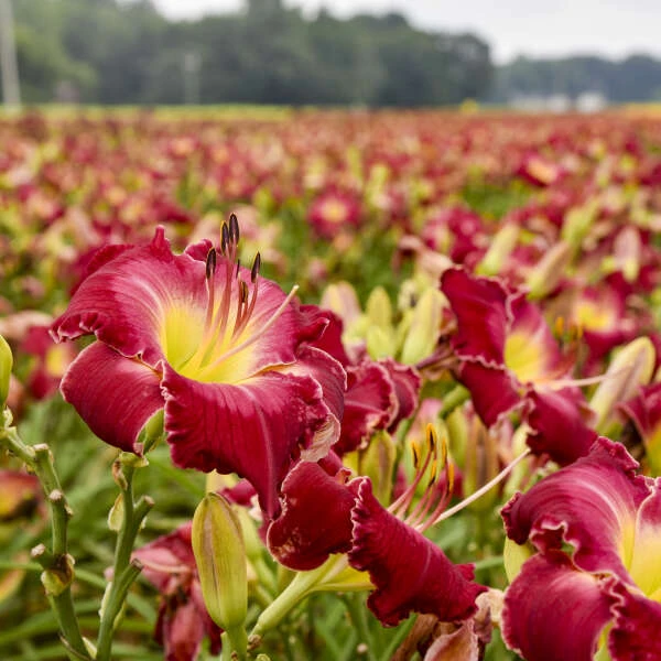 Rainbow Rhythm® 'Blood Sweat And Tears' Daylily 3 Rainbow Rhythm® 'Blood Sweat And Tears' Daylily