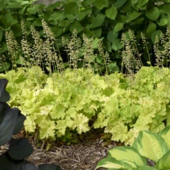 'Twist Of Lime' Coral Bells 12 'Twist Of Lime' Coral Bells -Plant Series ddc6f38a00a91ce949b62bf2fd3b18c3
