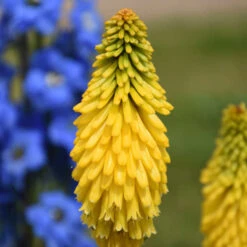 Pyromania™ 'Solar Flare' Red Hot Poker -Plant Series de214c737f2a92428fcd66aab707e623