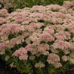 'Autumn Joy' Stonecrop 10 'Autumn Joy' Stonecrop -Plant Series de69846fdf2fa3b3d9337b8dfc0a45ae