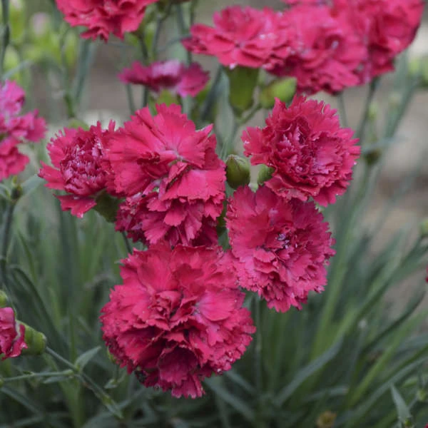 Fruit Punch® 'Cranberry Cocktail' Dianthus 4 Fruit Punch® 'Cranberry Cocktail' Dianthus - Image 2