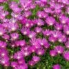 Pink Ice Plant -Plant Series delosperma cooperi ice plant 1 sw