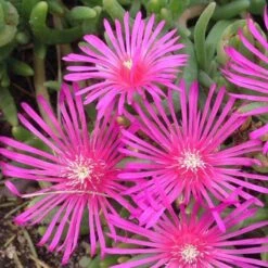 Pink Ice Plant 8 Pink Ice Plant -Plant Series delosperma cooperi ice plant 3 sw