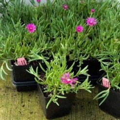 Pink Ice Plant 9 Pink Ice Plant -Plant Series delosperma cooperi ice plant 4 sw