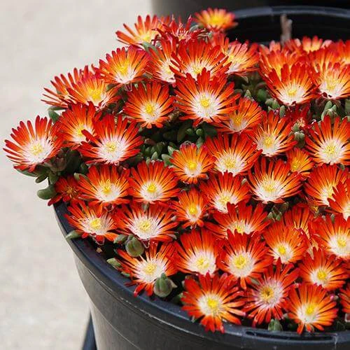 Hot Cakes® 'Pumpkin Perfection' Ice Plant 4 Hot Cakes® 'Pumpkin Perfection' Ice Plant - Image 2