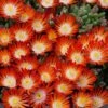 Hot Cakes® 'Pumpkin Perfection' Ice Plant -Plant Series delosperma hot cakes pumpkin perfection 2 P sw