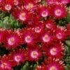 Hot Cakes® 'Saucy Strawberry' Ice Plant 2 Hot Cakes® 'Saucy Strawberry' Ice Plant -Plant Series delosperma hot cakes saucy strawberry 1 P sw