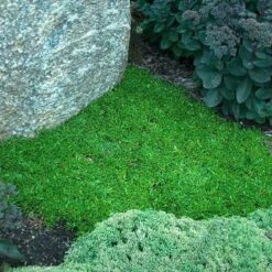 'Jewel Of Desert Garnet' Ice Plant -Plant Series delosperma jewel of desert garnet ice plant 3 sw