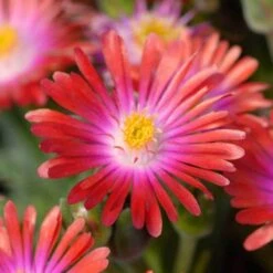 'Jewel Of Desert Garnet' Ice Plant -Plant Series delosperma jewel of desert garnet ice plant 4 sw