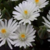 'Jewel Of Desert Moonstone' Ice Plant -Plant Series delosperma jewel of desert moonstone 2 sw