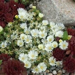 'Jewel Of Desert Moonstone' Ice Plant -Plant Series delosperma jewel of desert moonstone 3 sw