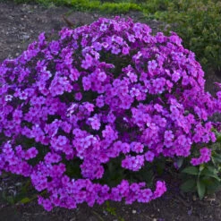 'Cloudburst' Tall Cushion Phlox -Plant Series df9bbd10b5a8891ac88a541b74934d87