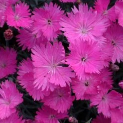 Deer & Rabbit Resistant Perennials Collection -Plant Series dianthus firewitch 12